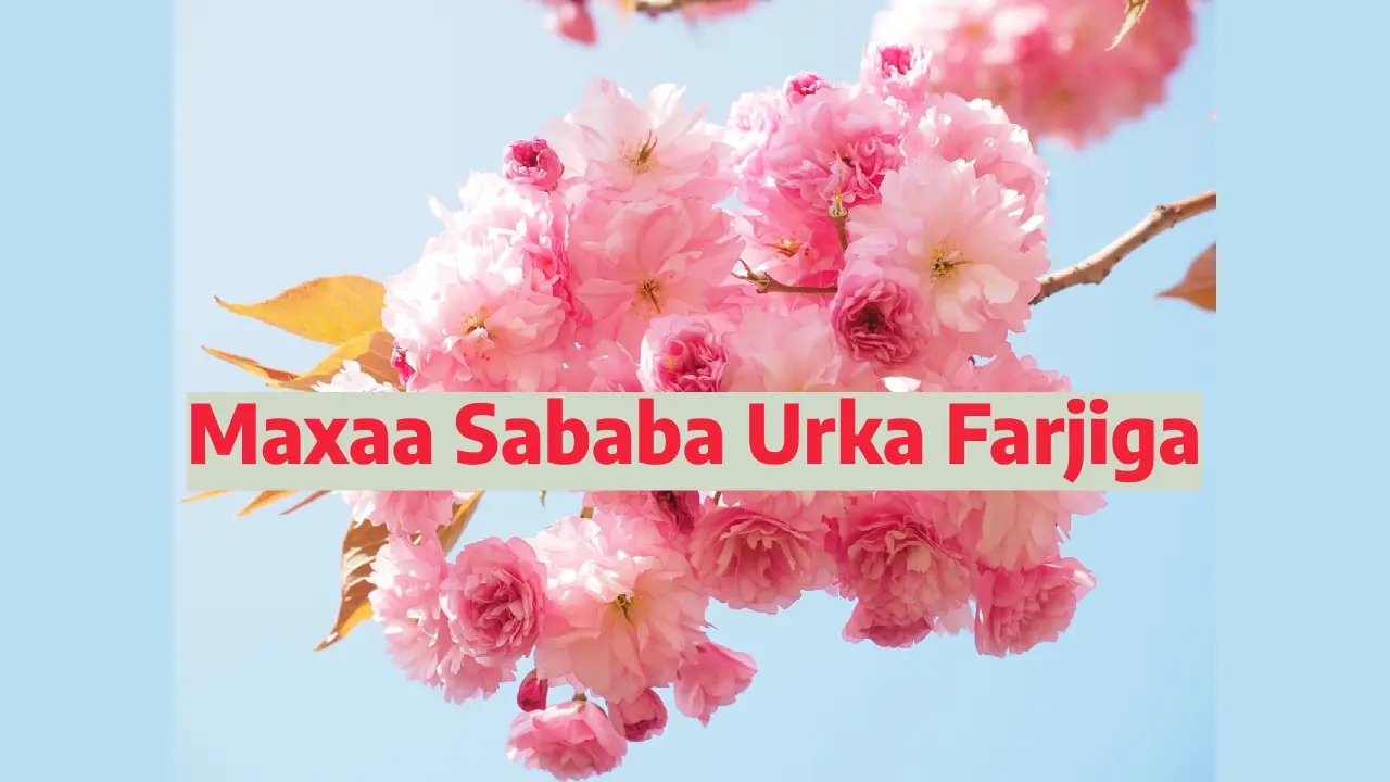 Urka farjiga inkasta oo nadaafad la ilaaliyo